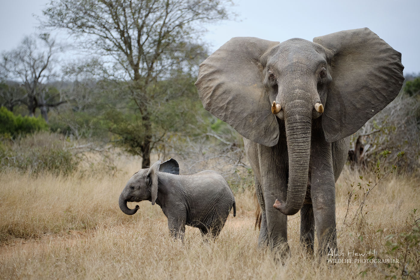 elephants walking in a safari