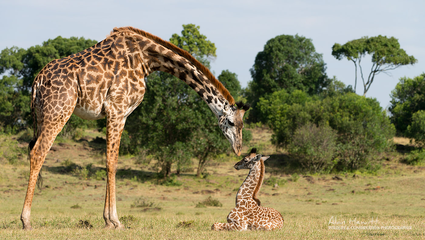 a giraffe looking at her calf while sitting on a grass
