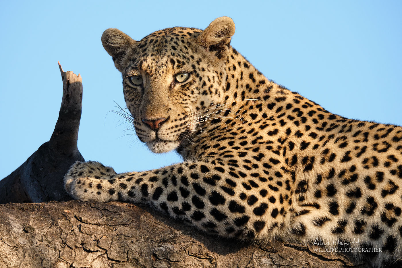 a leopard sitting on the trunk of a tree
