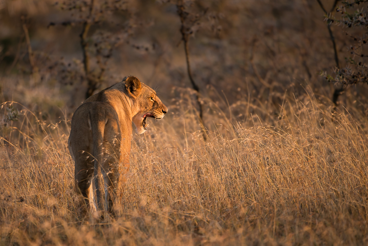 a lioness walking on a grassfield