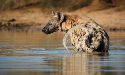hyena walking in a lake