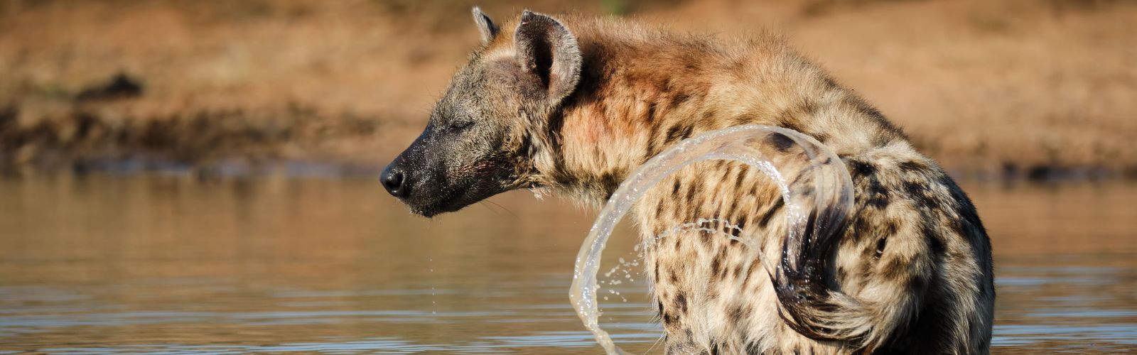 What to Expect from Photo Safaris in South Africa