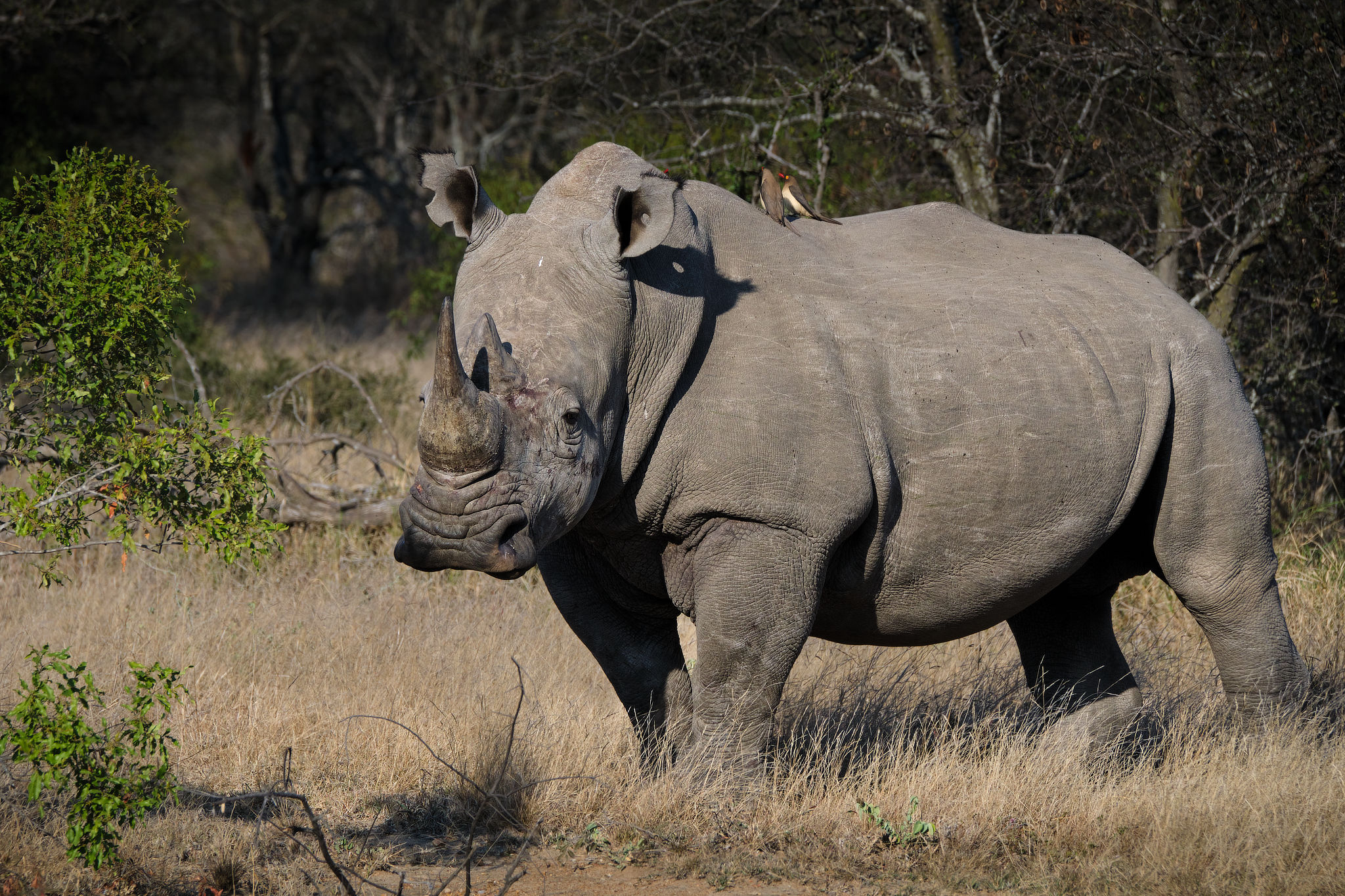 a rhino walking in a safari