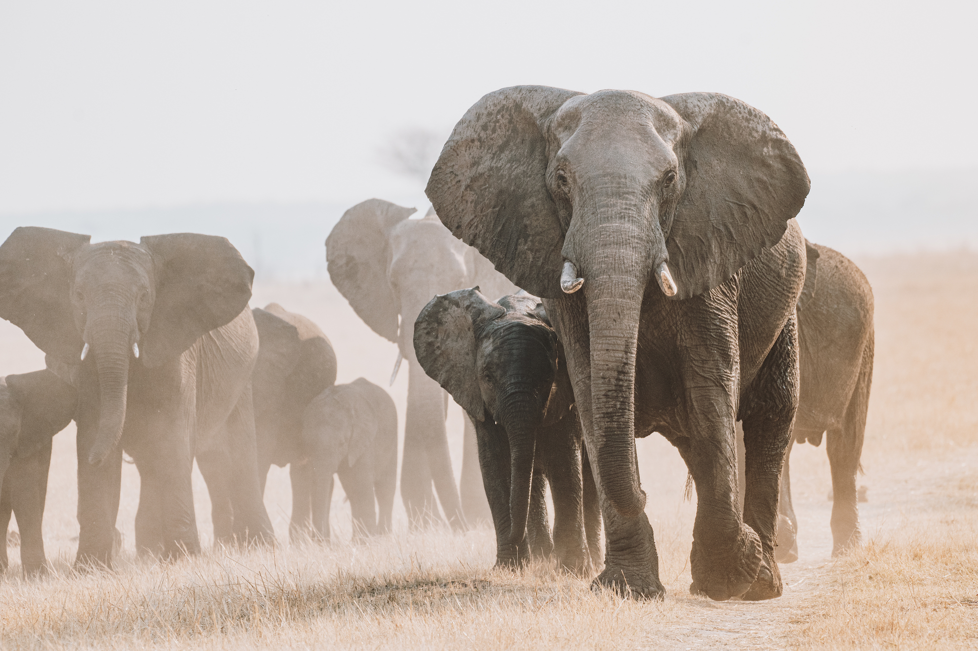 A herd of elephants walking through a field.