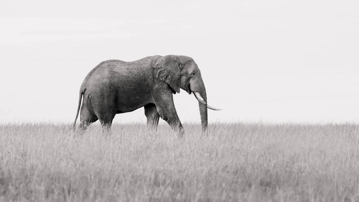Maasai Mara wildlife photography project