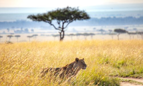 a lioness walking on a field in Kenya