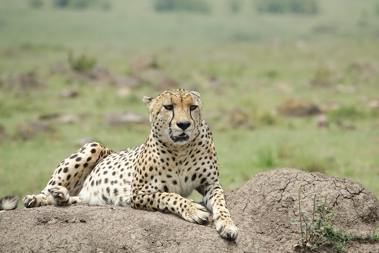 a cheetah lying down on a rock