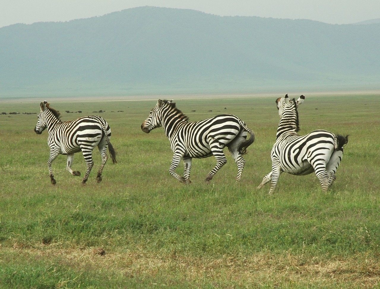 3 Zebras walking on a grass field