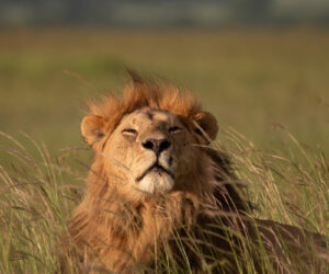 Maasai Mara wildlife photography project