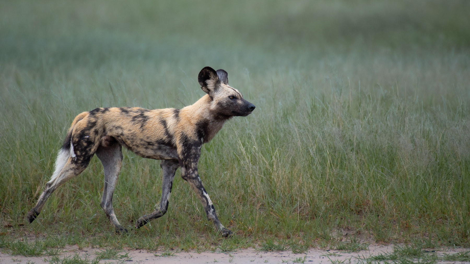 A wild canine strides through the grass.