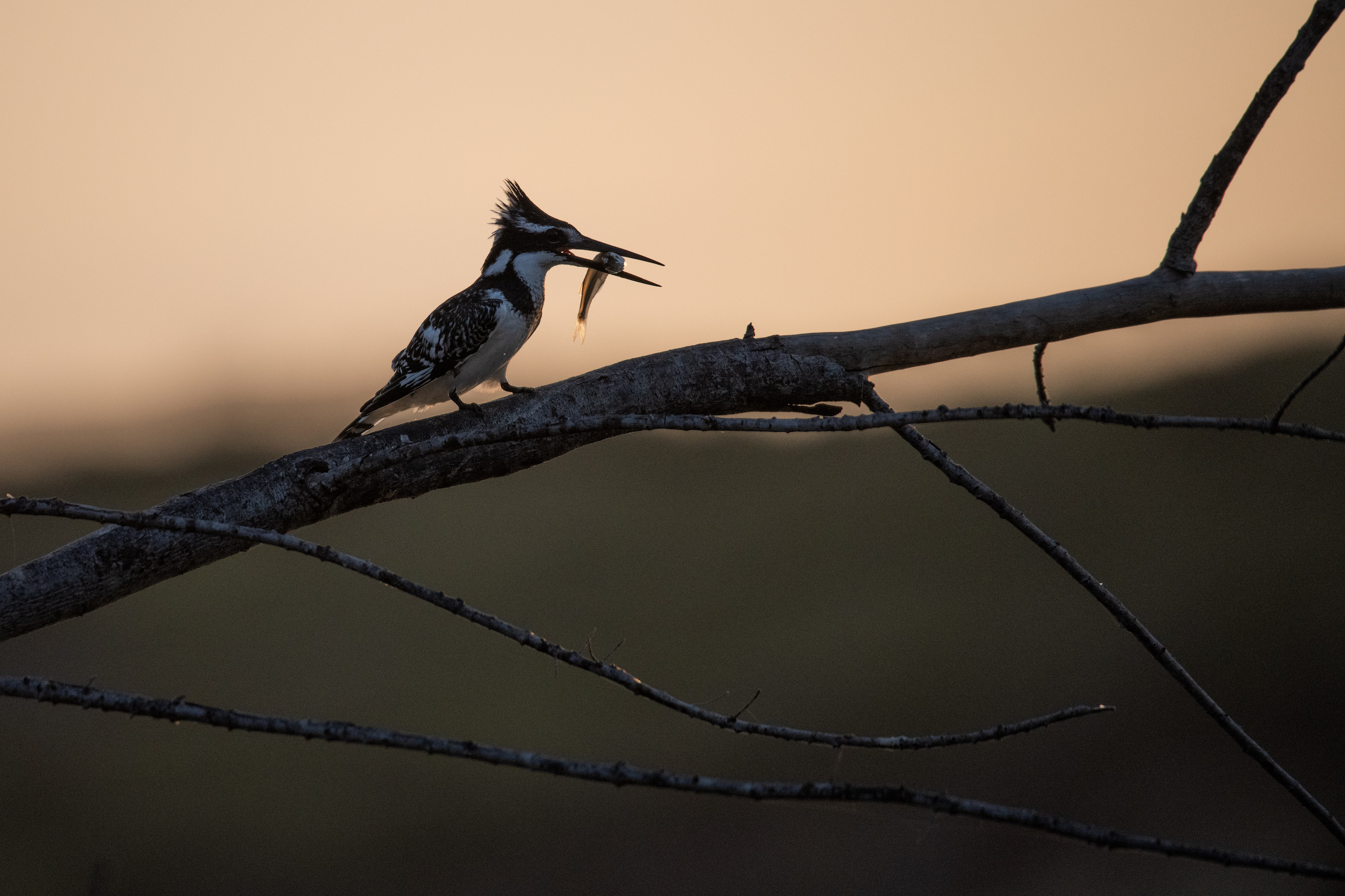 Ethics in Wildlife Photography: Why Distance Matters