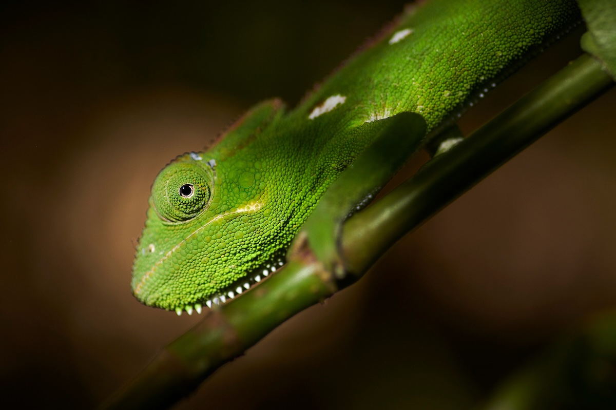 Madagascar photo tour_6