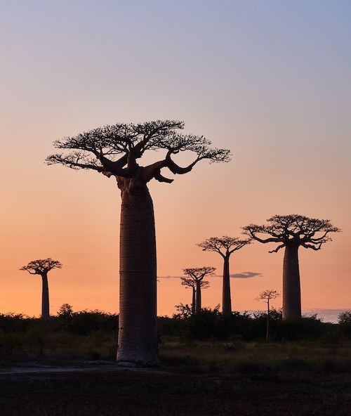 Madagascar photo tour