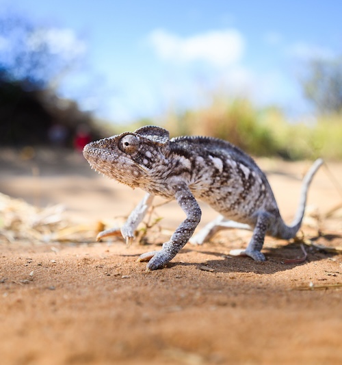 Madagascar photo tour