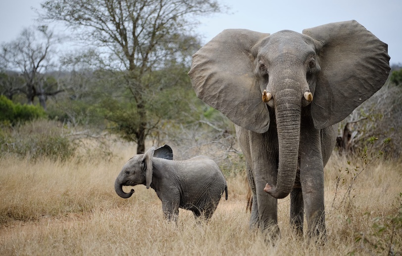 elephants photo safari_3