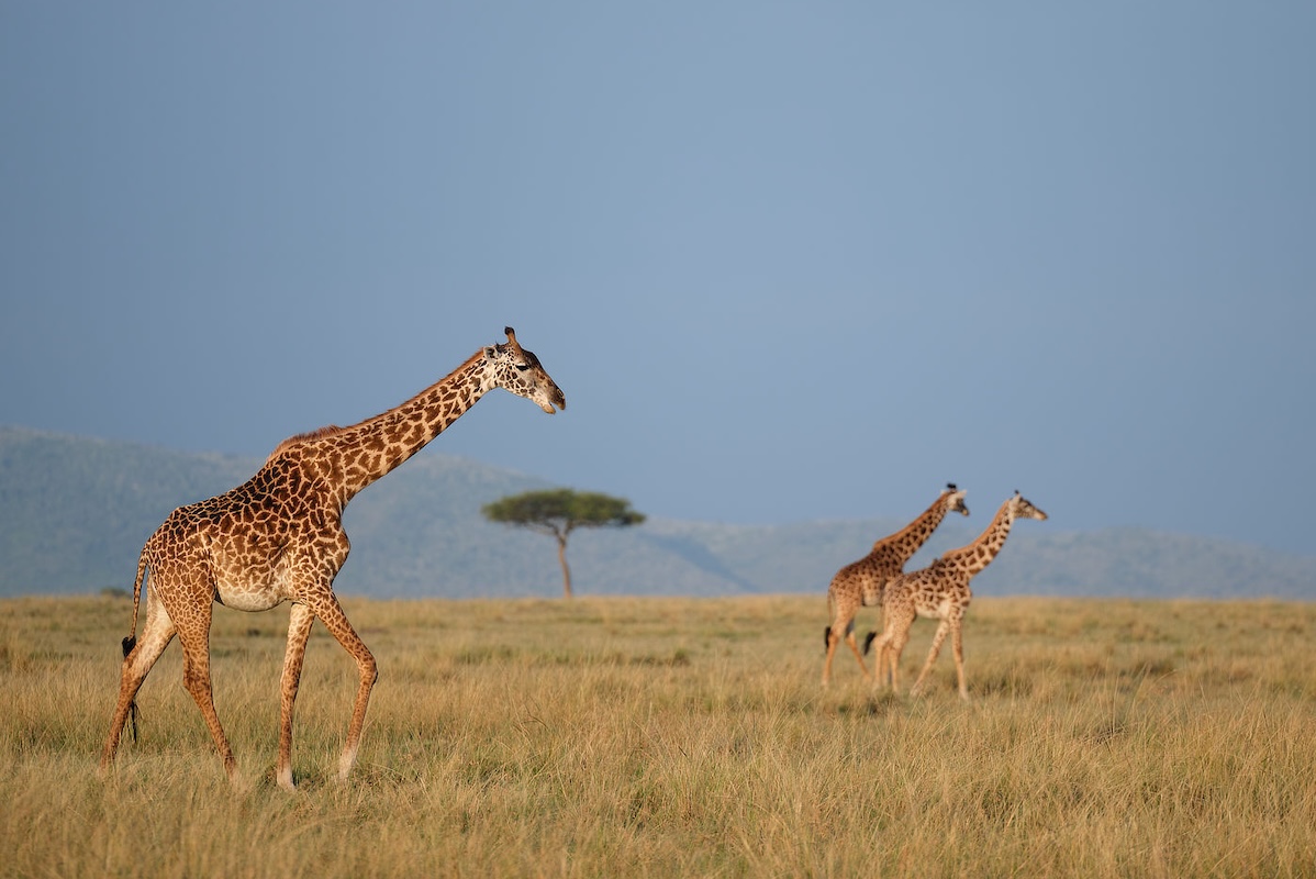 Maasai Mara photo safari_7