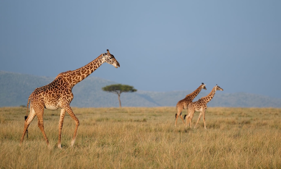Maasai Mara photo safari