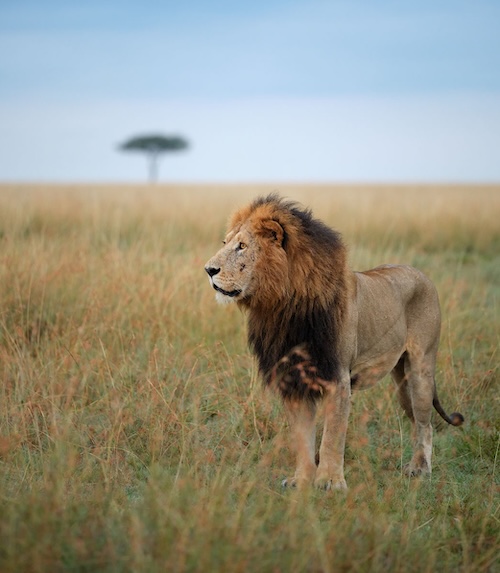 Maasai Mara photo safari