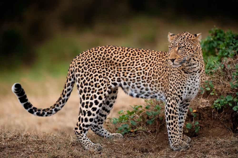 Maasai Mara photo safari