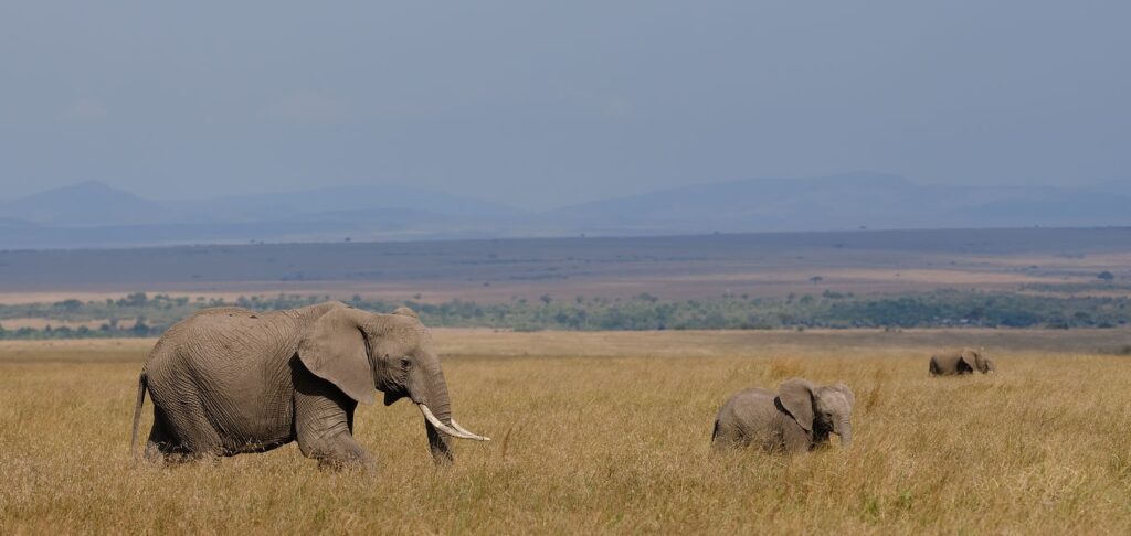 Maasai Mara Photo Safari