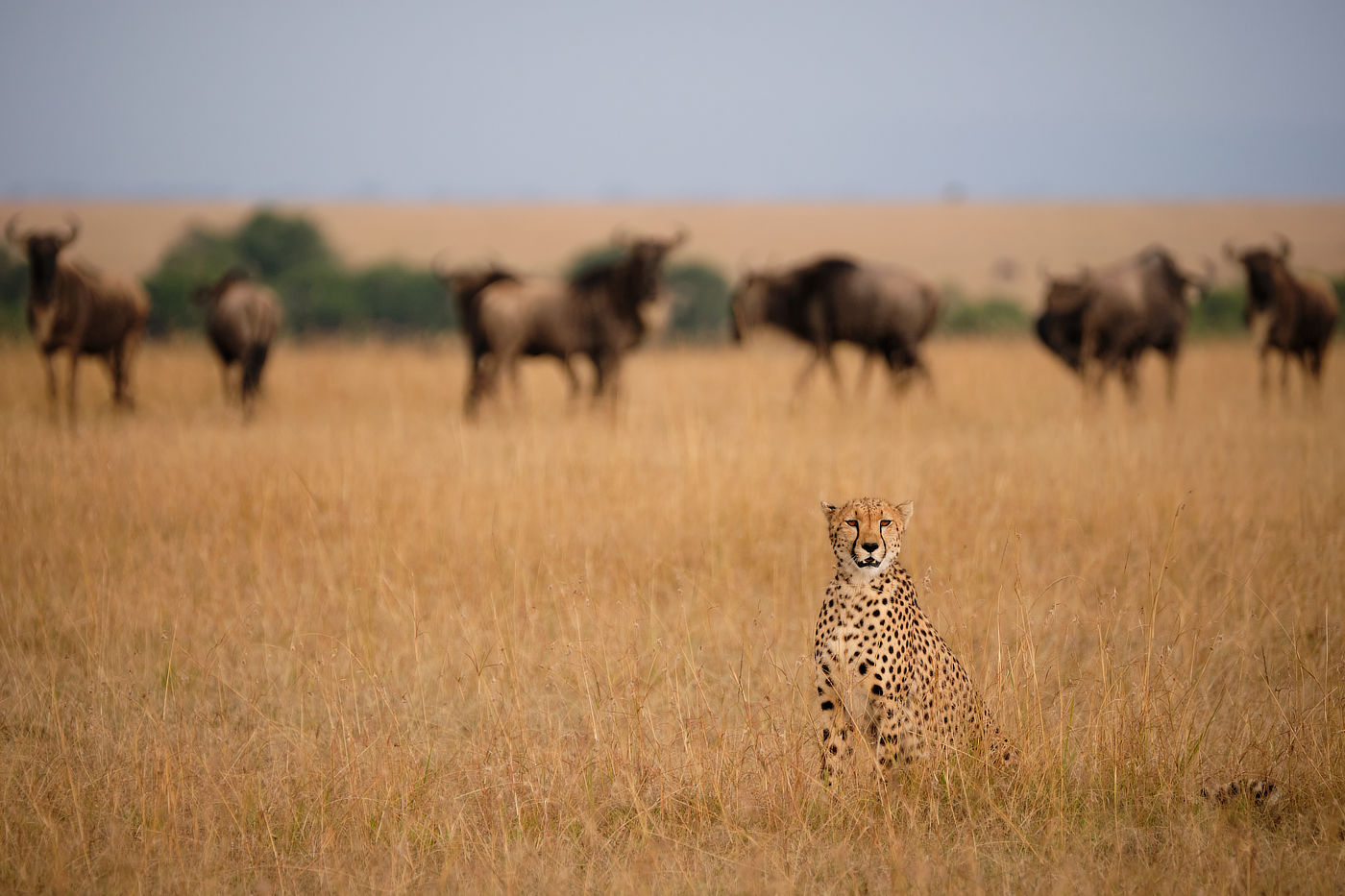 Maasai Mara photo safari_2