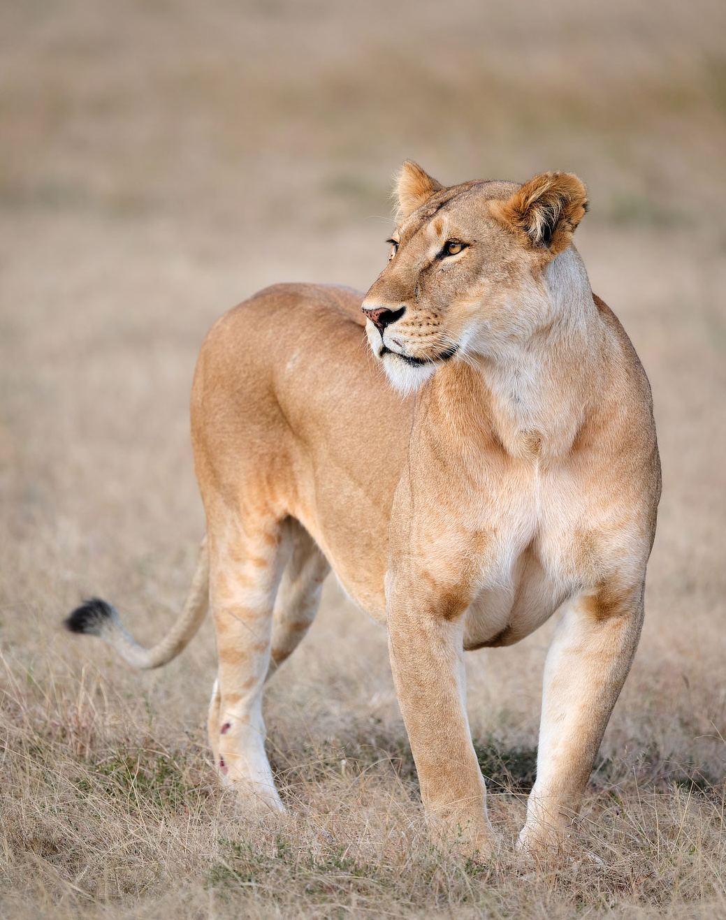 Maasai Mara photo safari