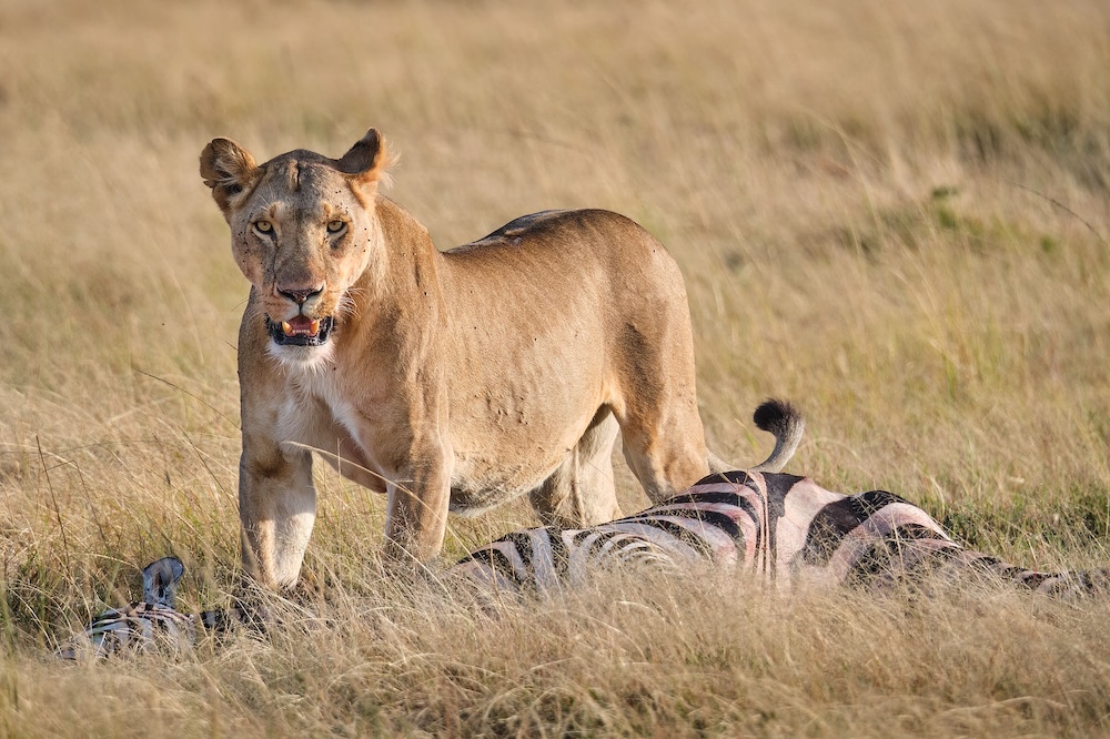 Maasai Mara photo safari