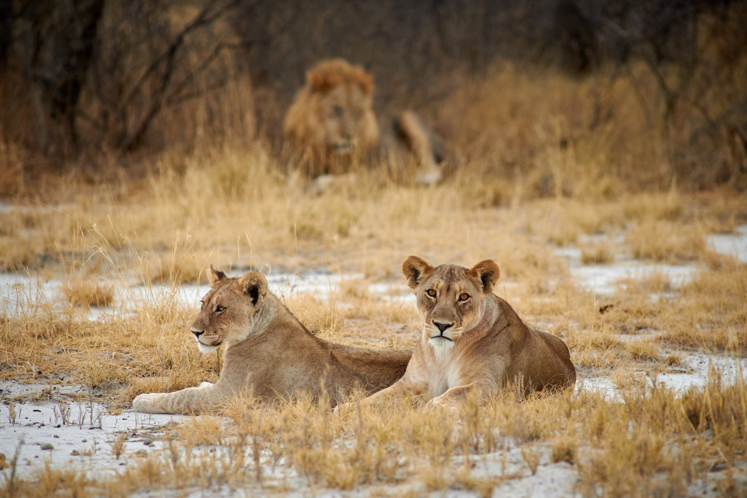 lions enjoying their day photograph taken on safari in namibia_4