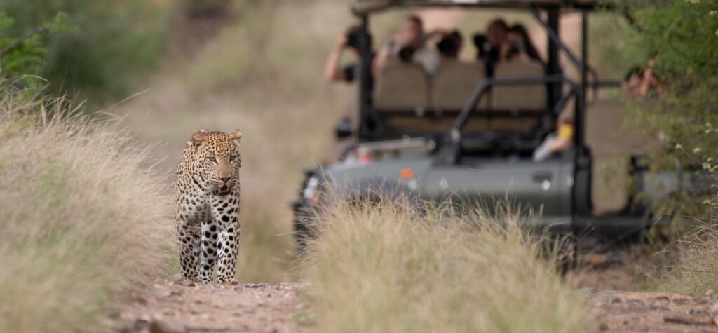 Wildlife Photography & Conservation Volunteer Project, South Africa