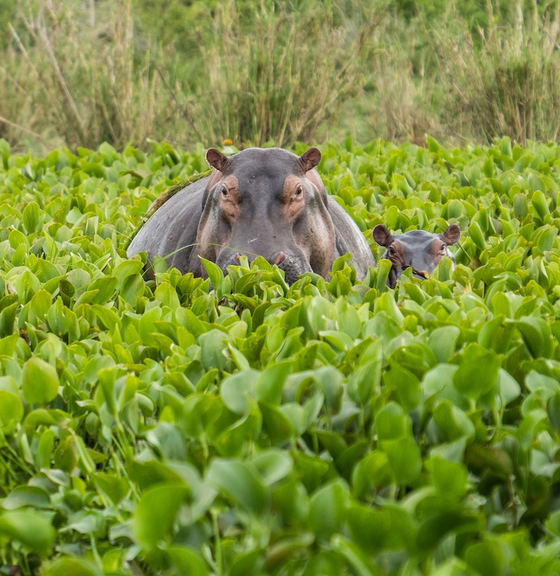 Uganda photo safari