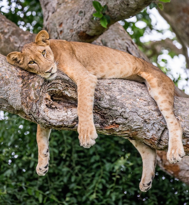 Uganda photo tour lion