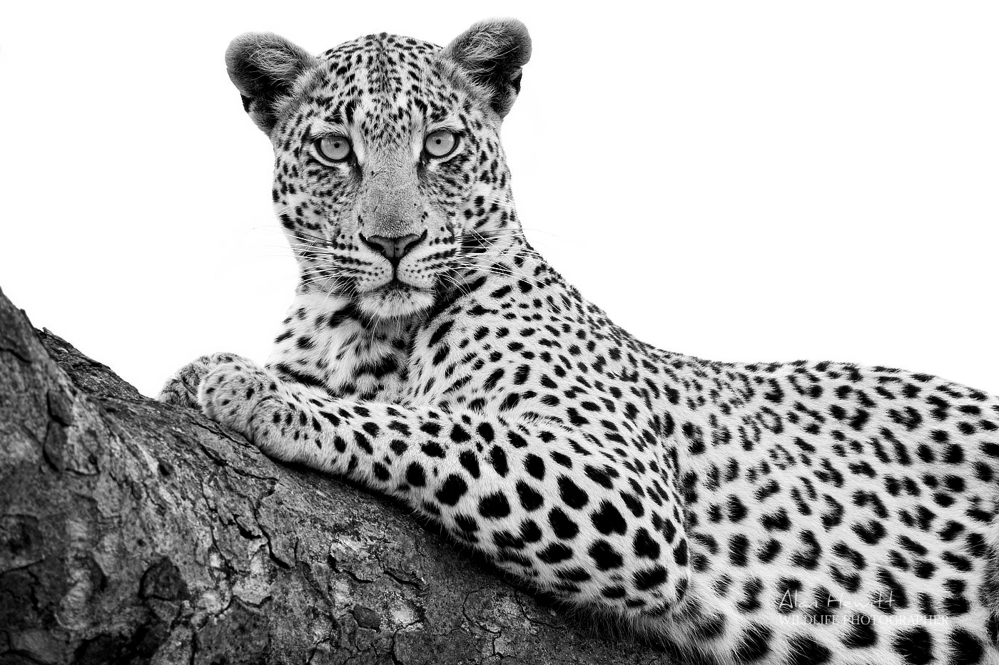 What is a Photo Safari?