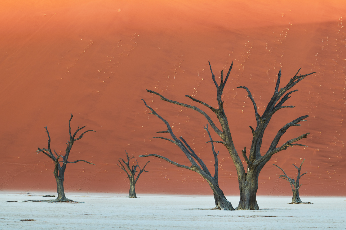 Trees that have no leaves stand stark against the arid landscape._10