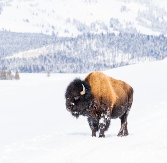 YELLOWSTONE PHOTOGRAPHY WORKSHOP