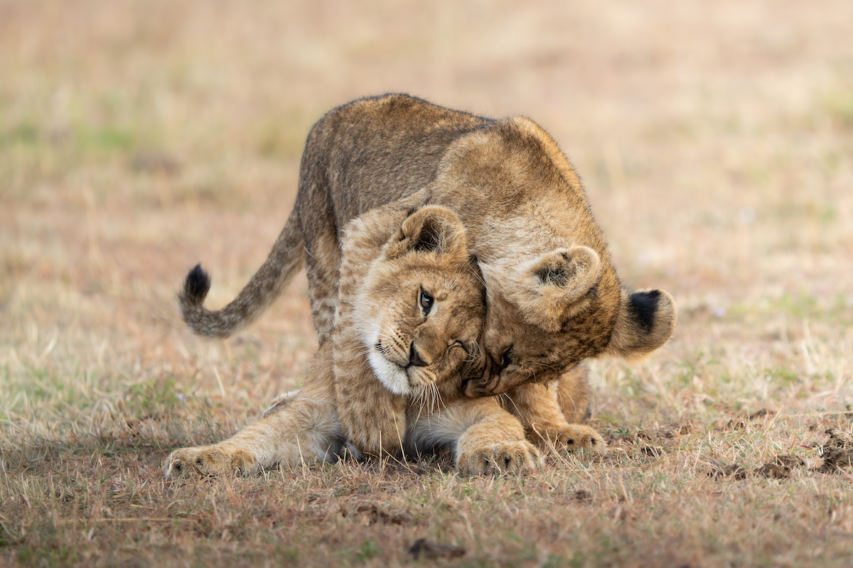 Wildlife Photography & Conservation Workshop in Maasai Mara
