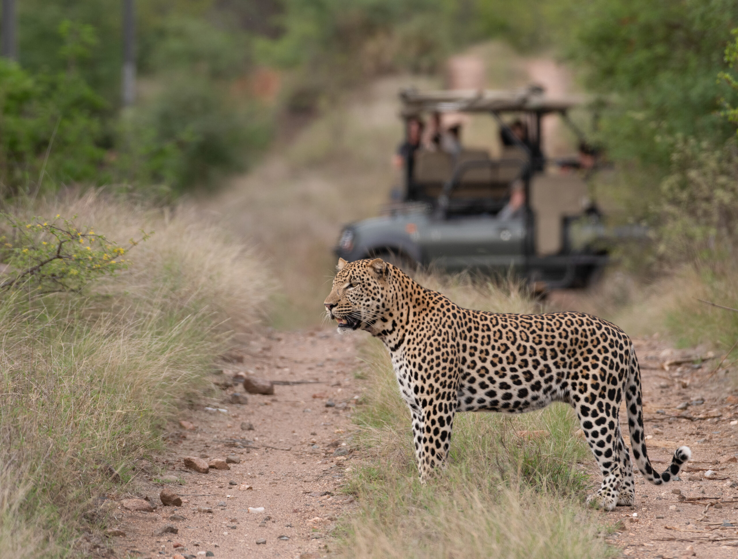 Photo Safaris for Beginners: a Guide