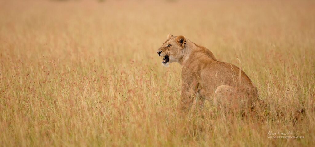 Maasai Mara Photo Safari