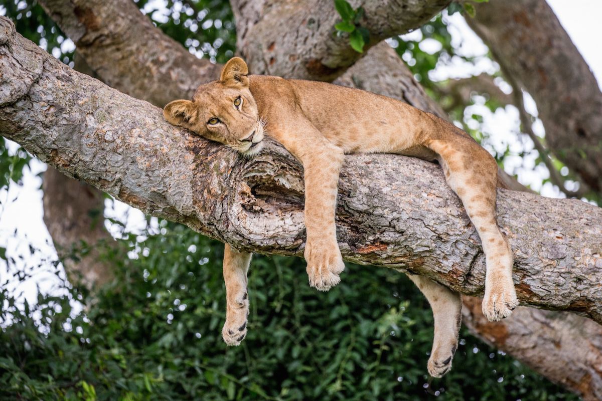 lion in a tree in uganda