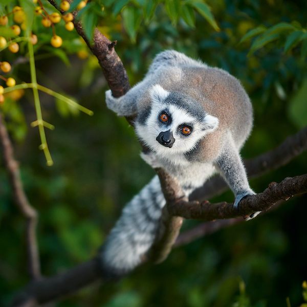 Lemur in Madagascar