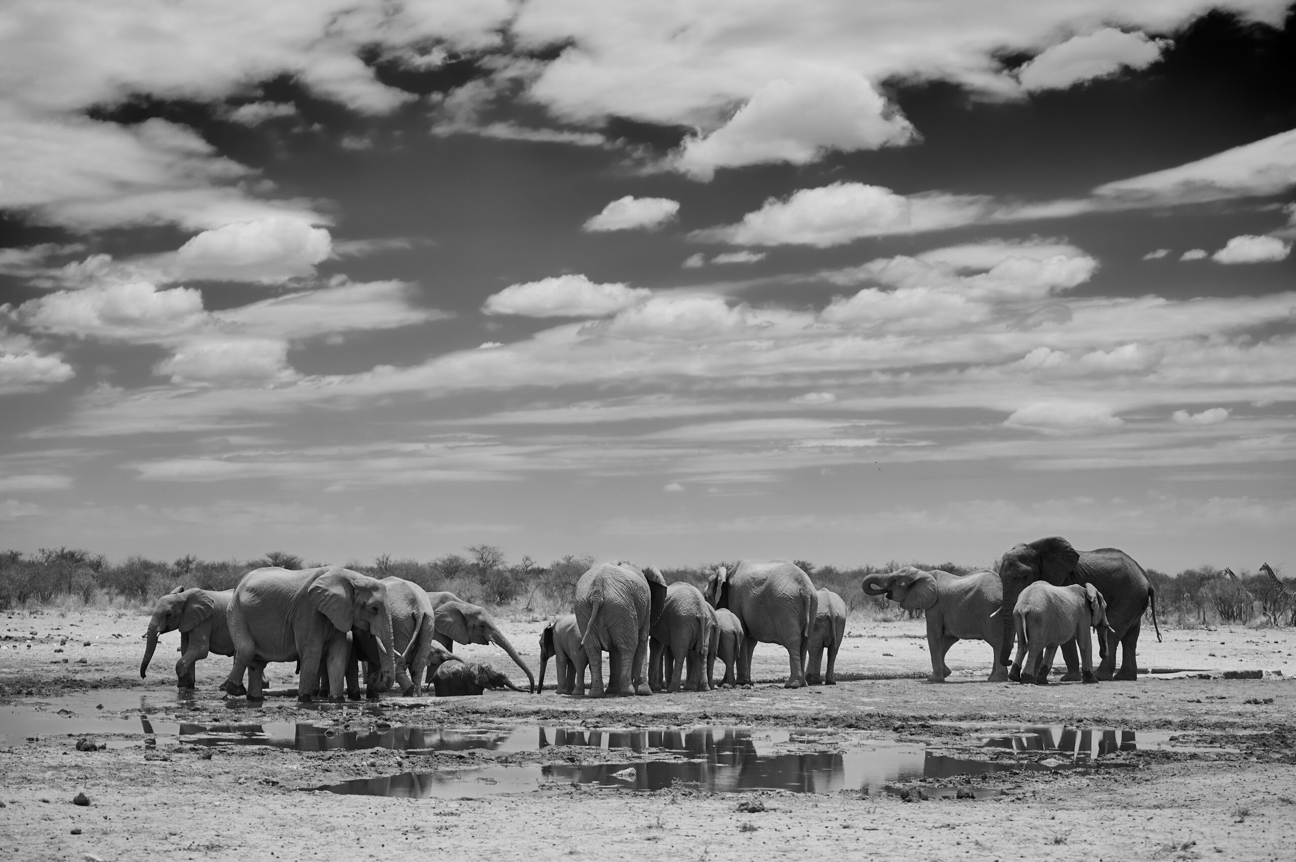 A herd of elephants gathers around a water source.