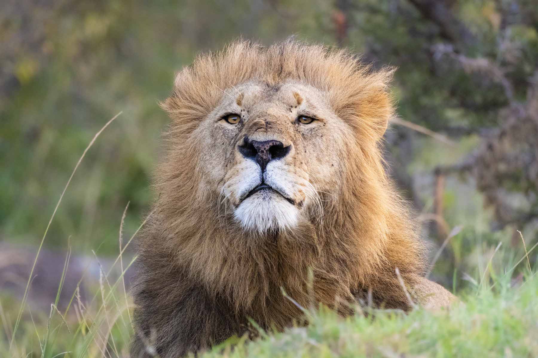 A lion sits in the grass, gazing upward with majestic expression.
