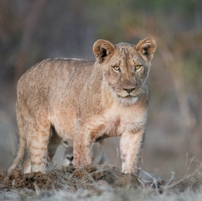 best African photo safaris