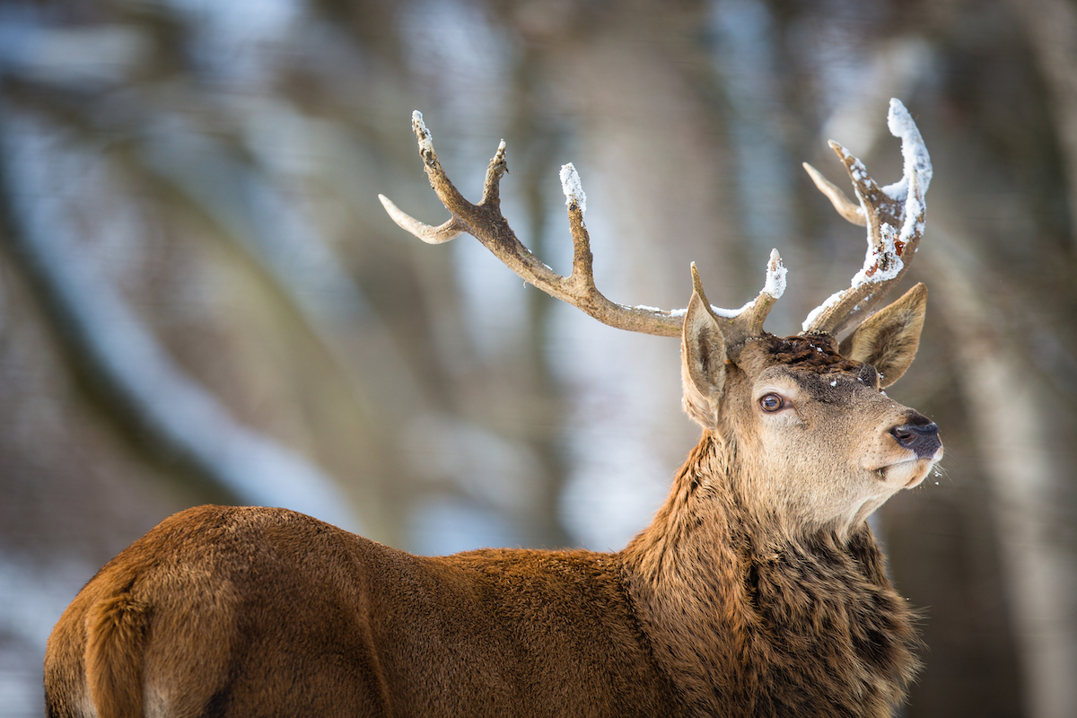 A majestic deer with antlers stands in a snowy landscape.