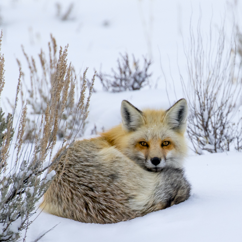Yellowstone Wildlife Photography workshop