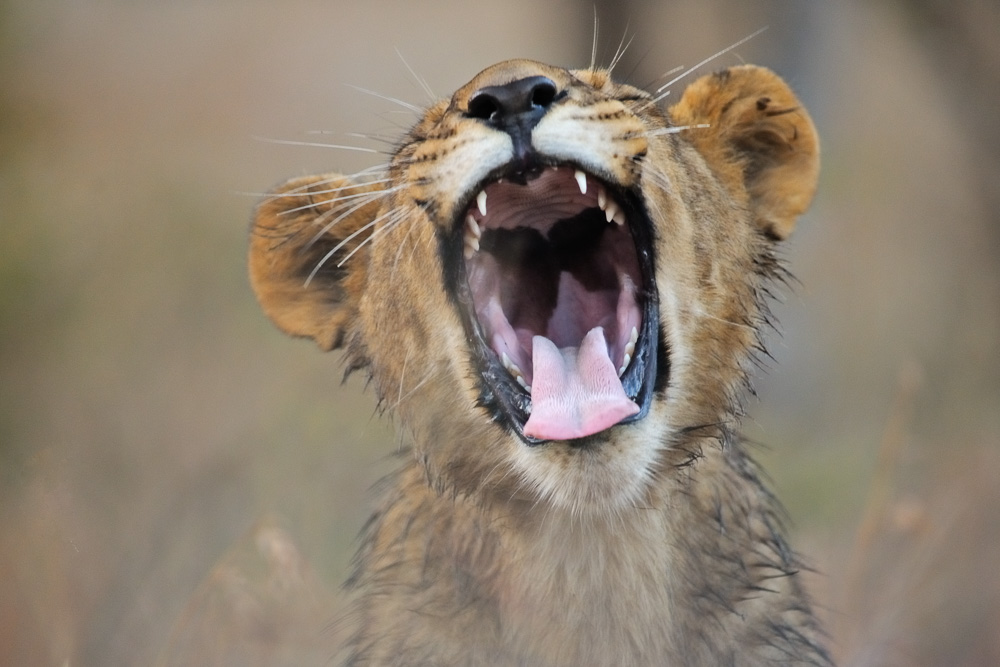 A lion cub yawning widely.