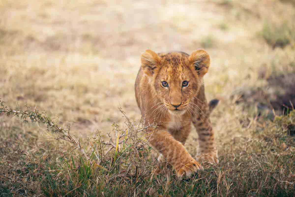 A playful lion cub strolls through the tall grass.