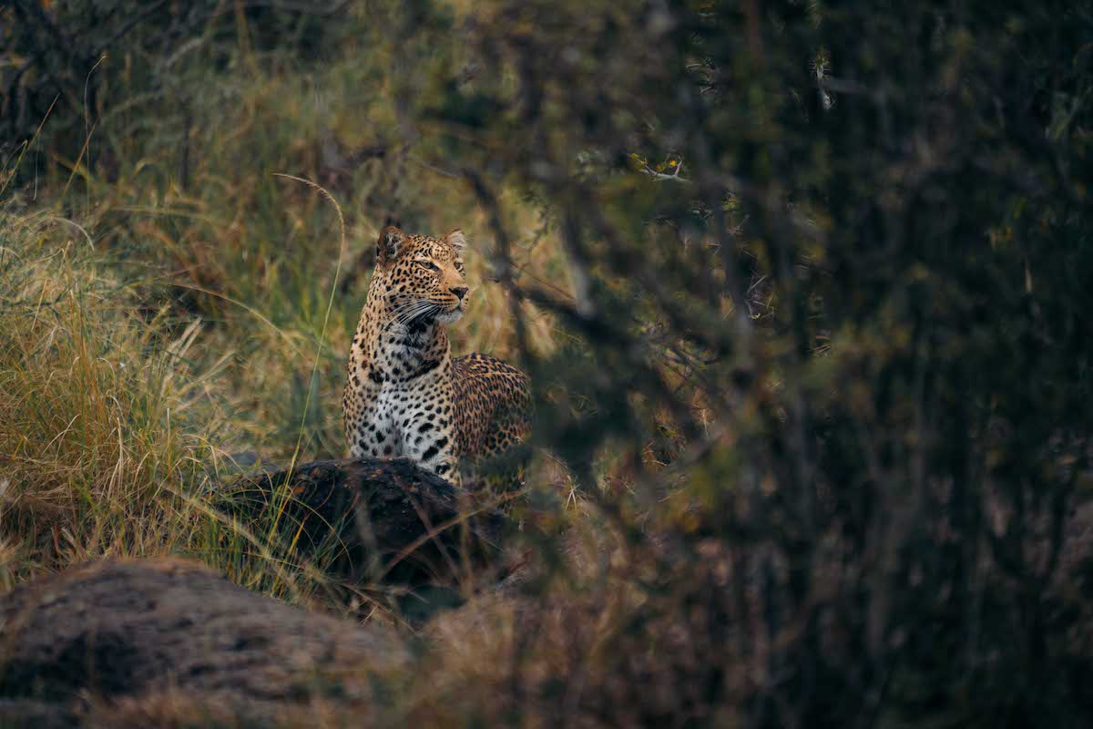 A leopard sits in the grass by bushes.