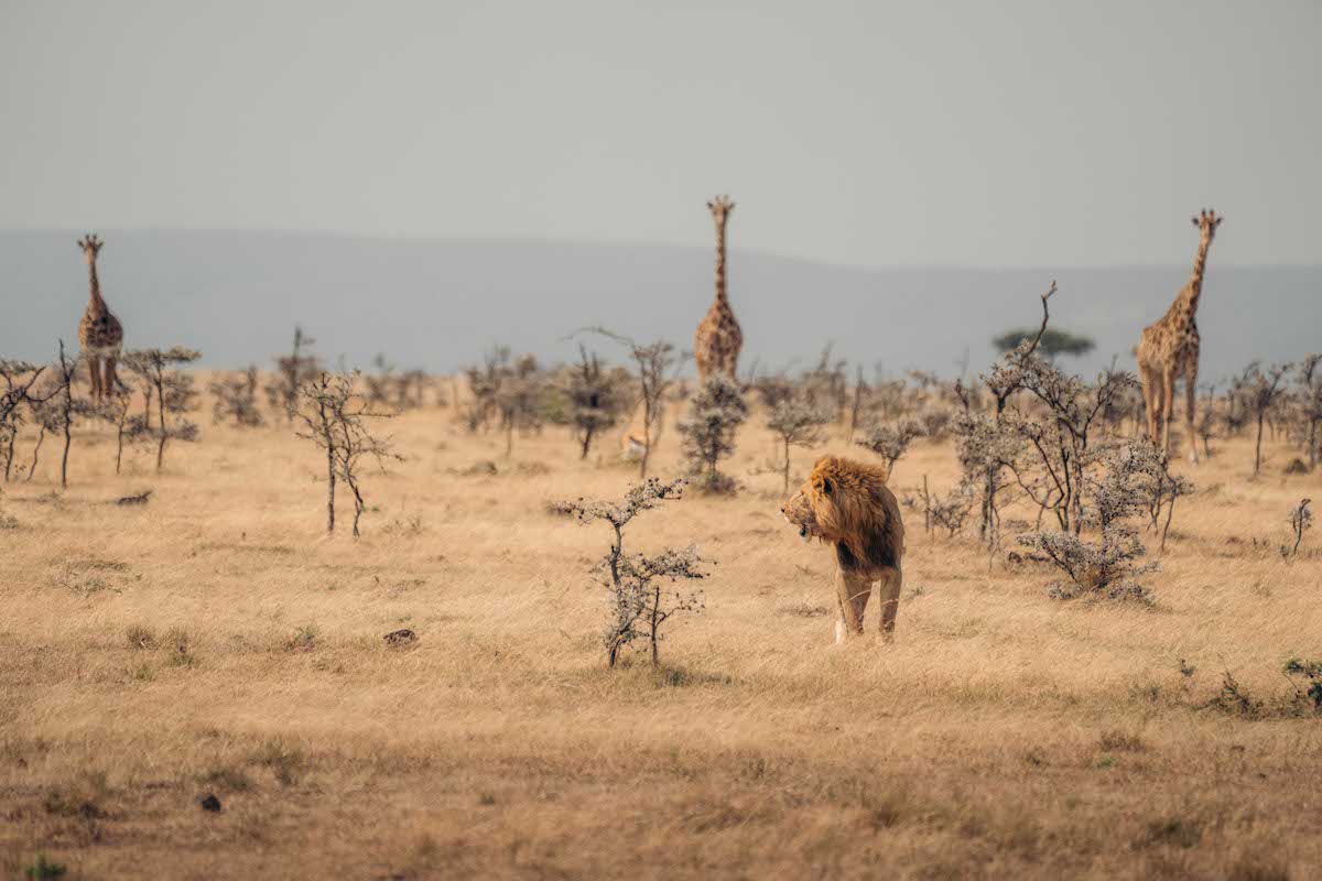 A lion stands in a field with three giraffes in the background.