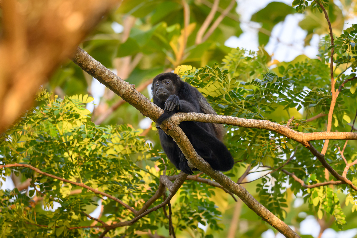 A howler monkey perched on a branch in a lush rainforest.