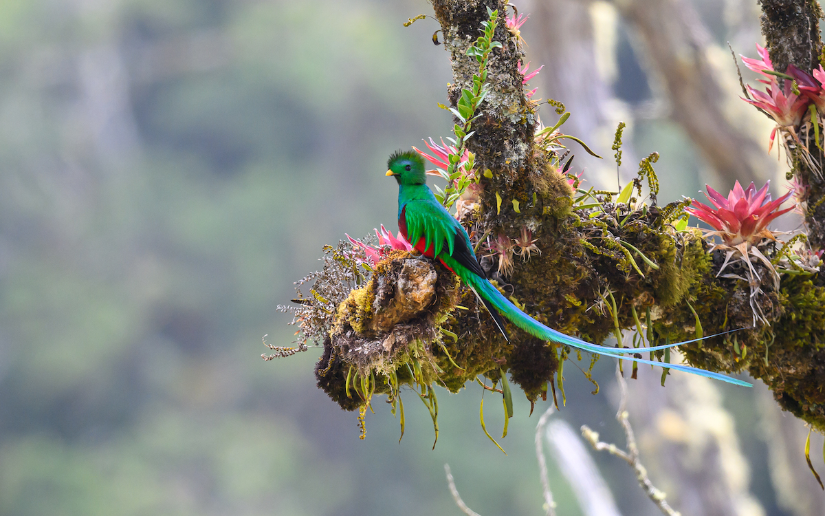 A vibrant green bird with a long tail perched on a branch.